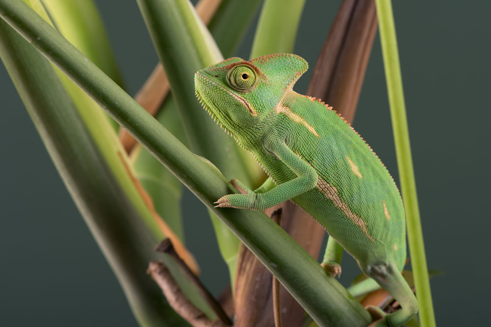 The Sugar Chameleon Hiding in Plain Sight